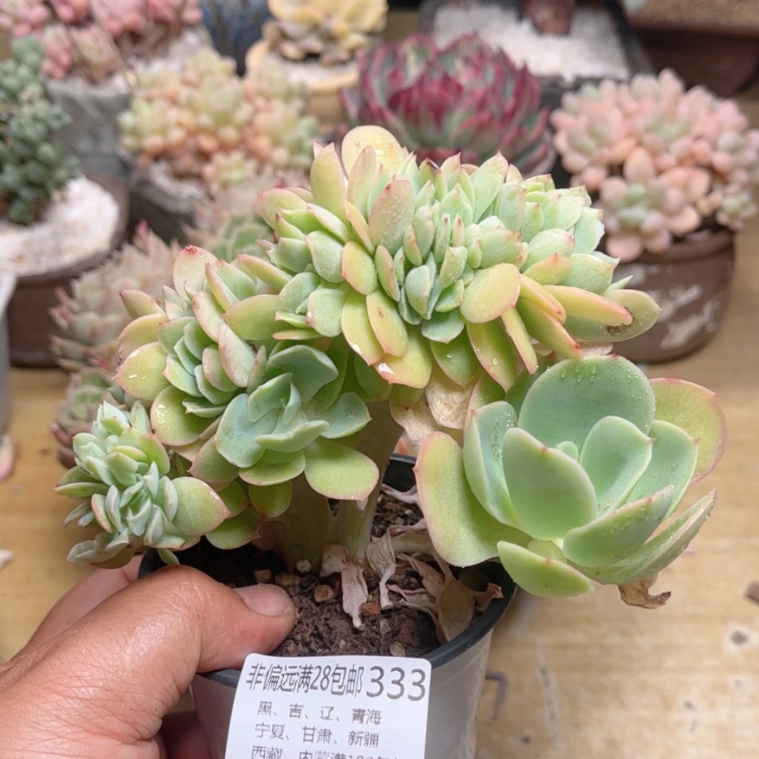 【闪购商品】333碧桃缀