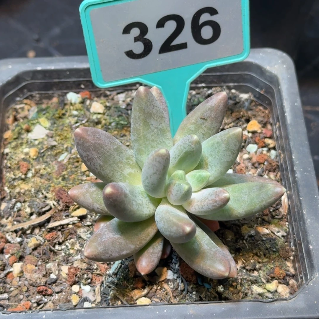多肉植物优选美人326