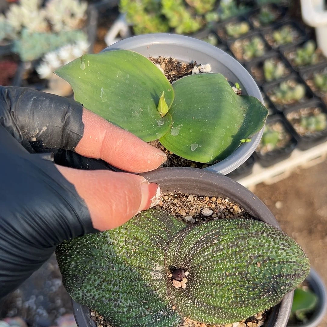 L***n多肉植物多肉植物