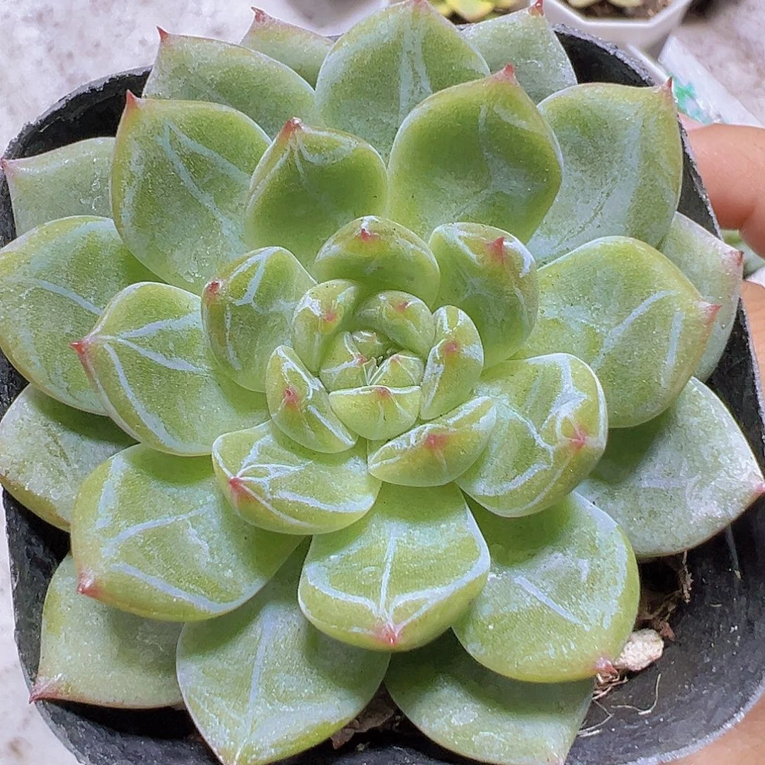 雪花珍妮19包邮多肉植物