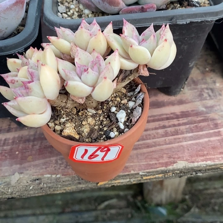 奕*一物一拍璀璨169