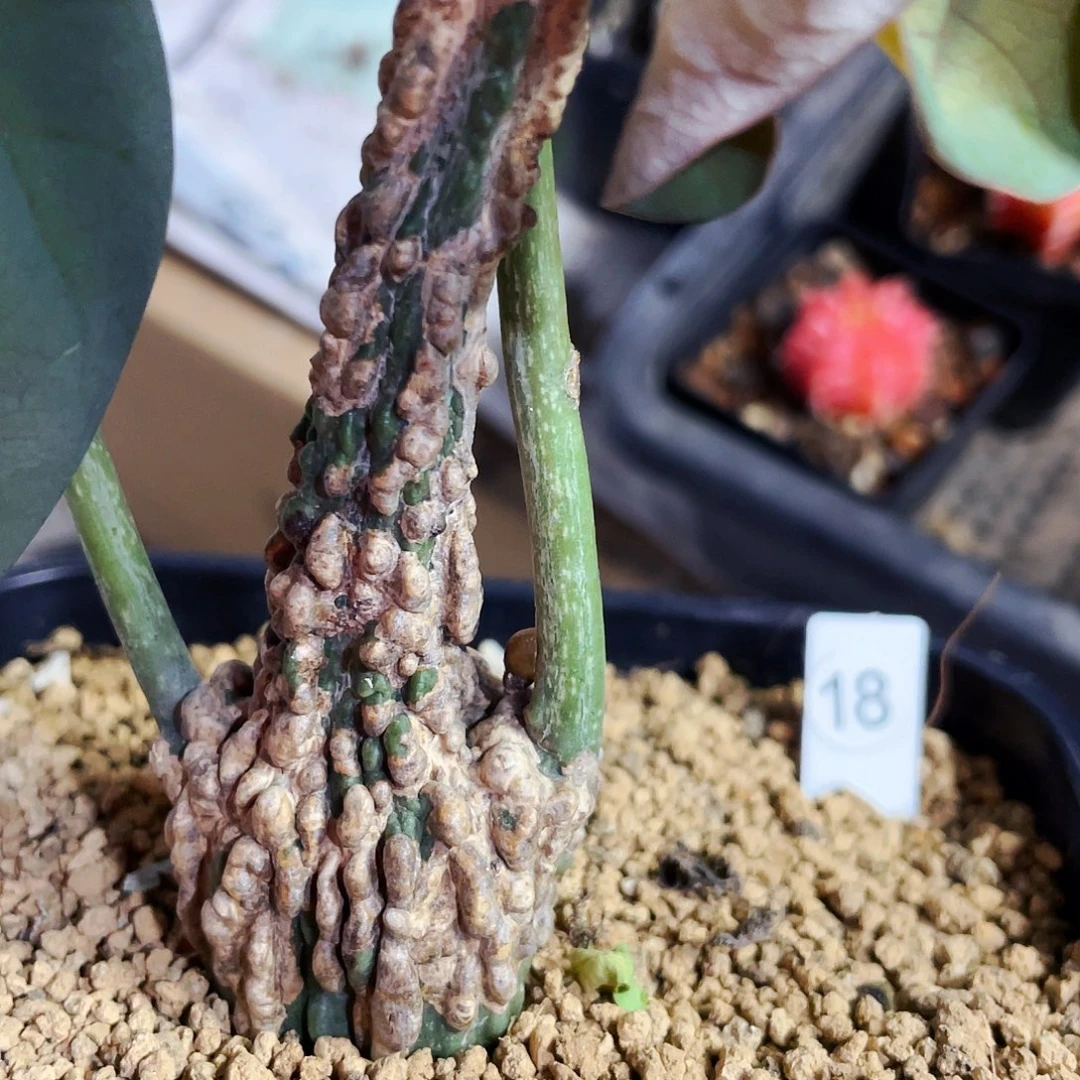 非偏远地区满25包邮仙人球裸根3.3cm