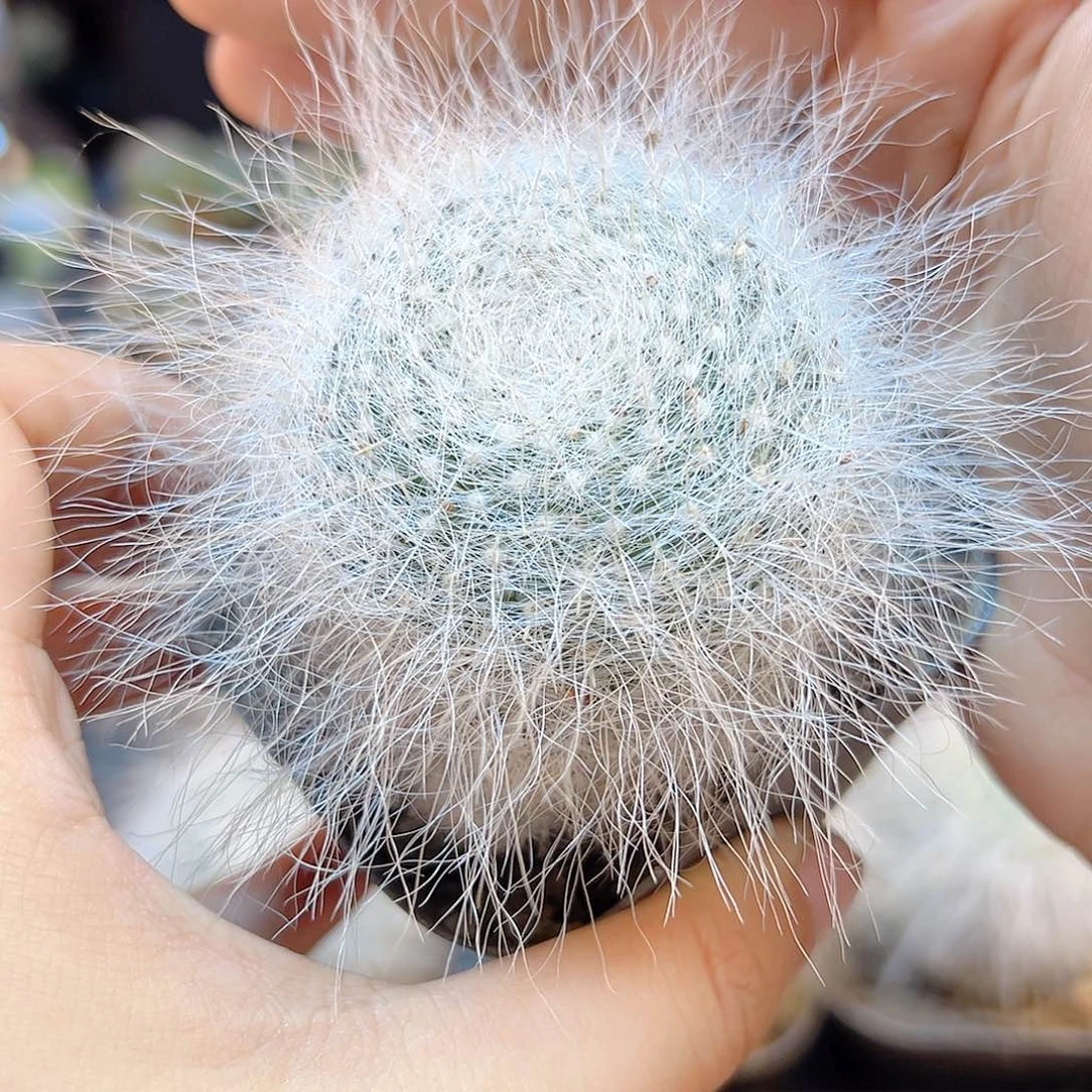 自根雪猿玉翁5.5公分