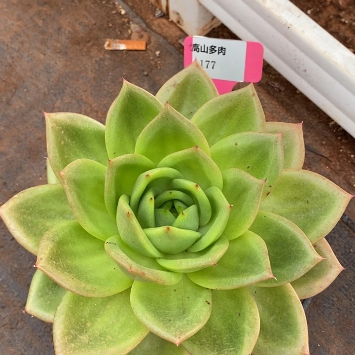 Y***OD177- 直播福利 翠鸟