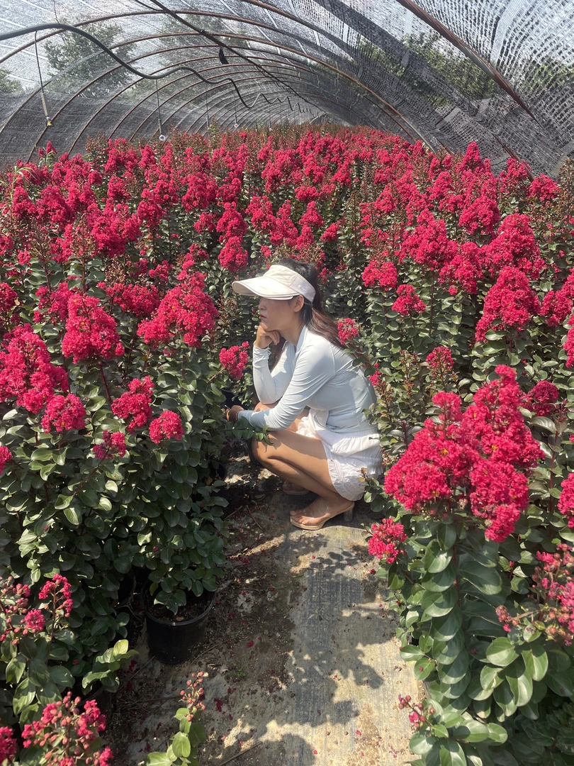 樱桃摩卡紫薇 带土耐寒适合庭院种植