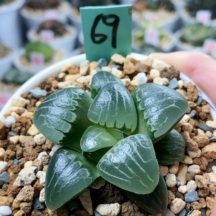 【闪购商品】69粉色甜心