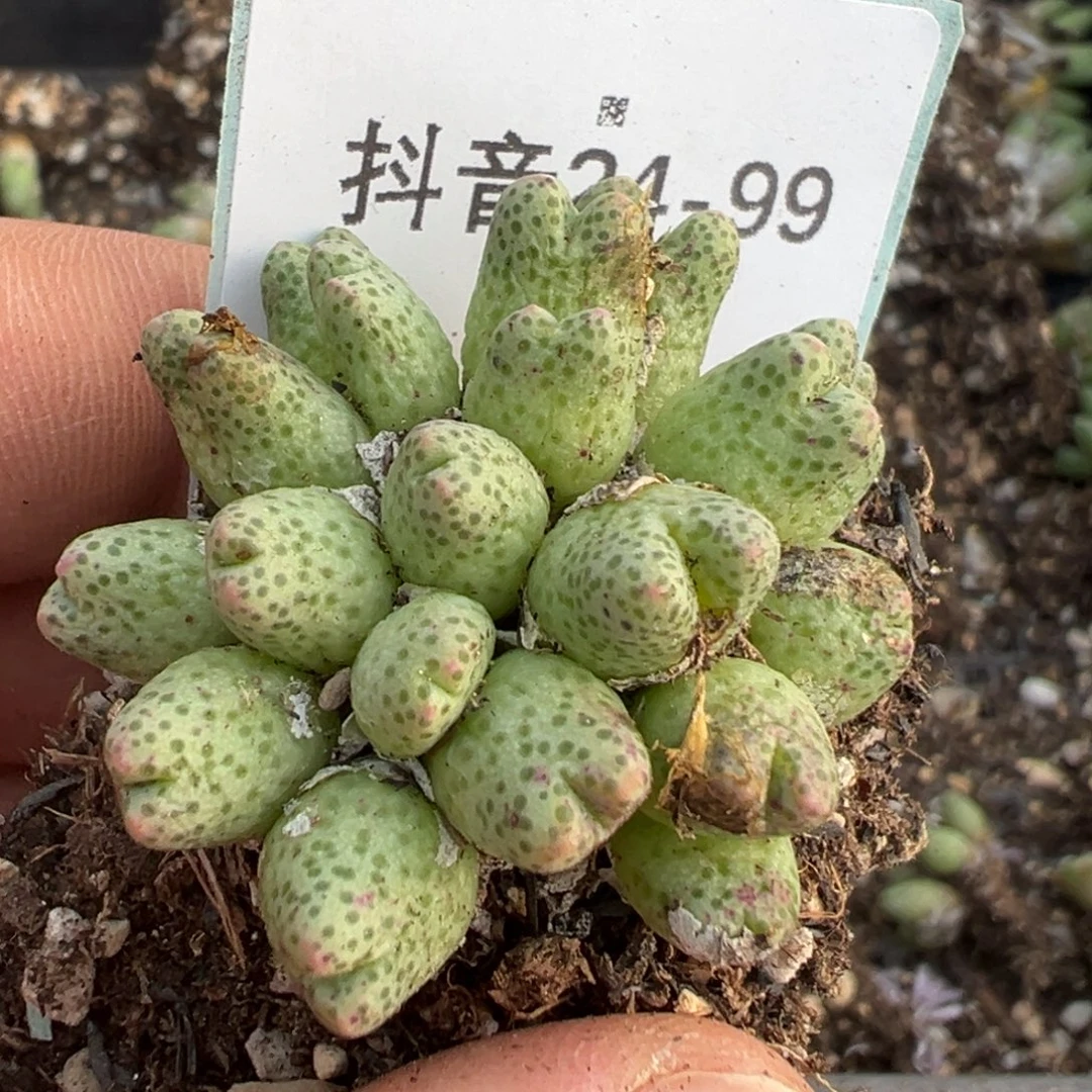 24-99肉锥多肉植物，