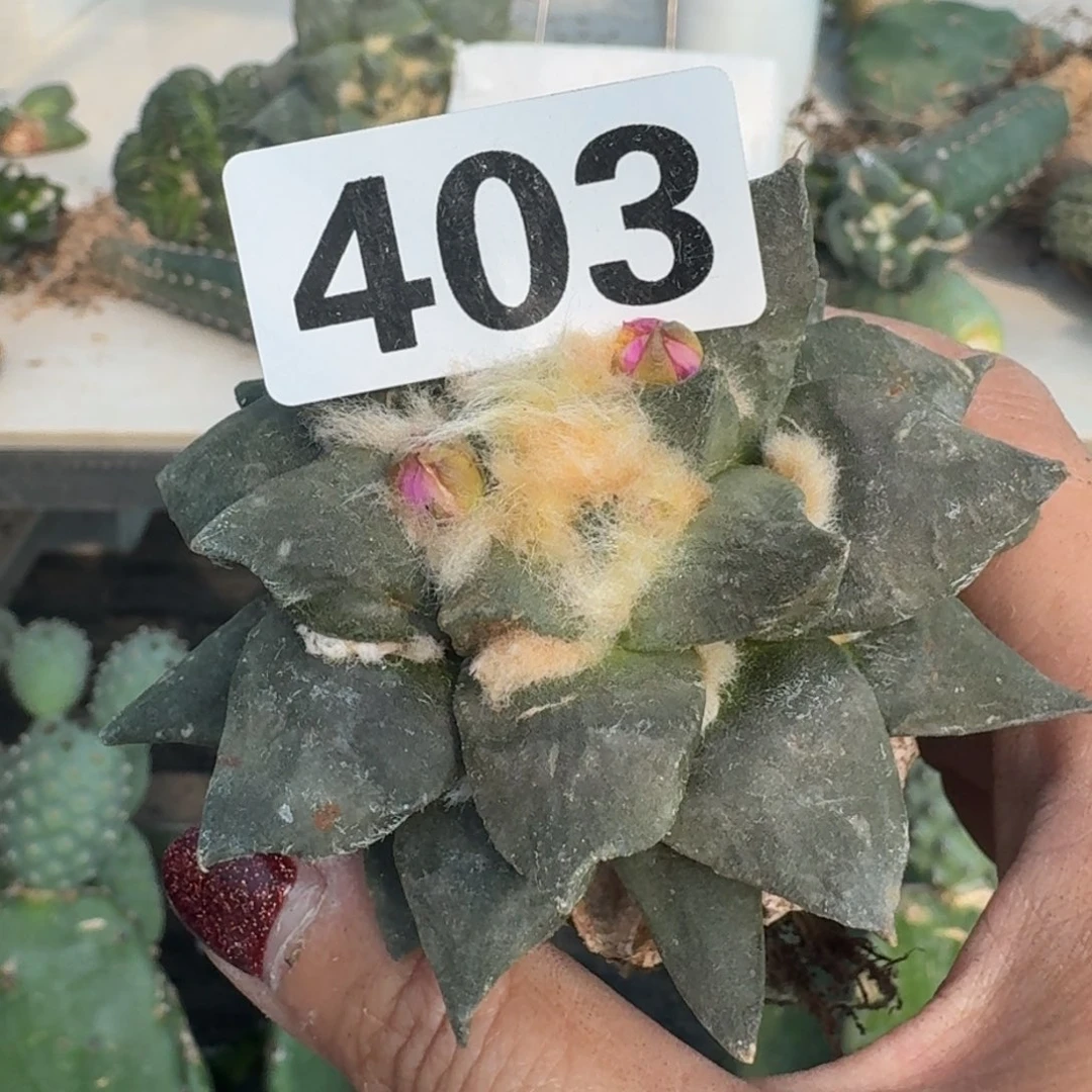 【闪购商品】无花朵开****人龙呀怒403