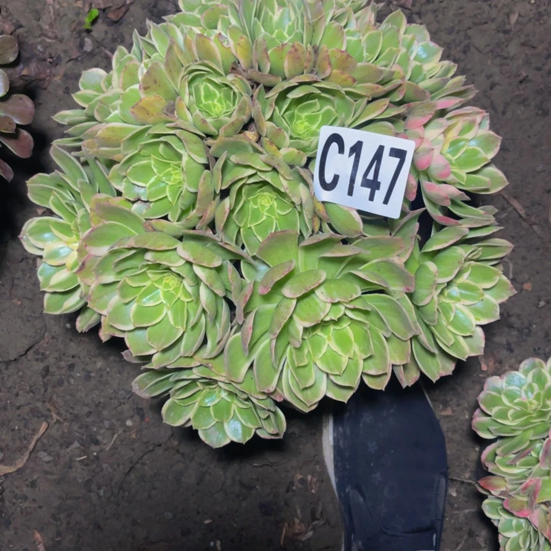 海燕法师26//////44包邮