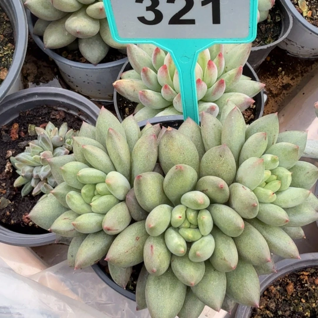 米其林多肉植物321