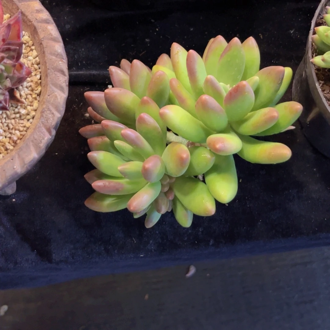 苗**～芒果奶多肉美美美的