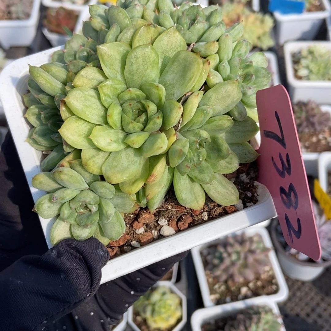 7382冰天使锦多肉植物
