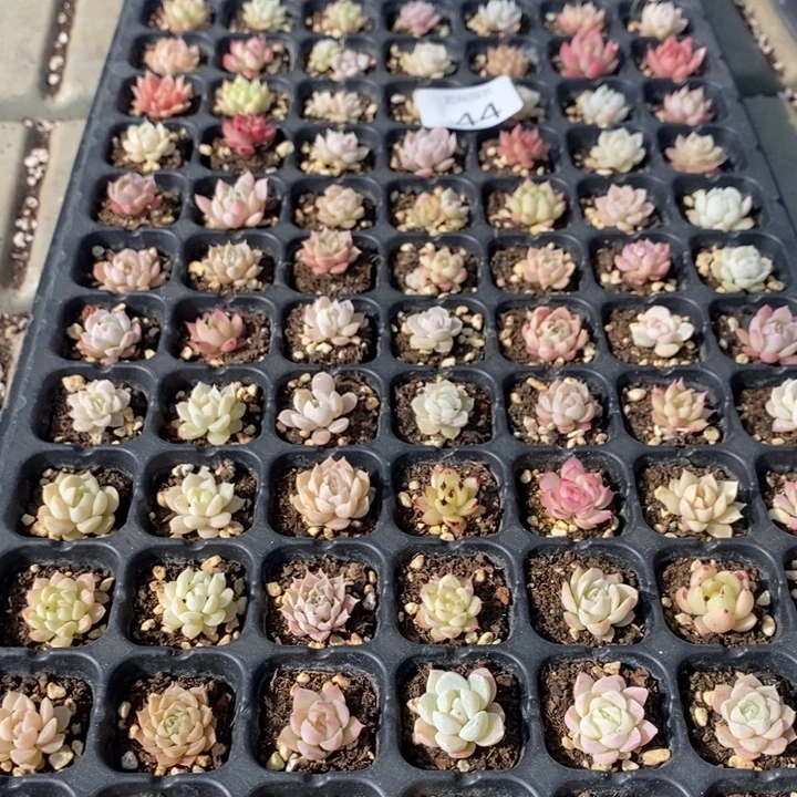 44 多肉植物盆栽花卉