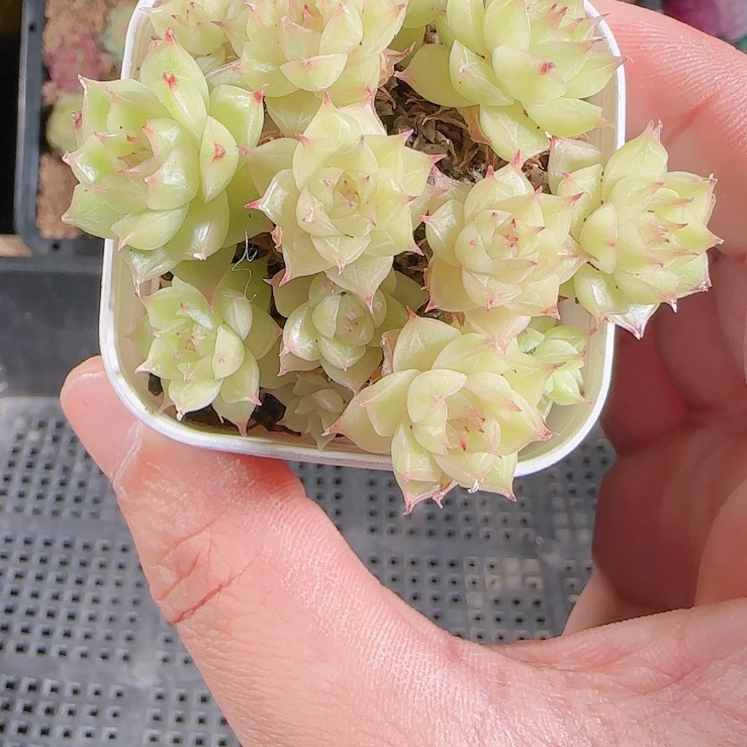 1125-44群生不包整