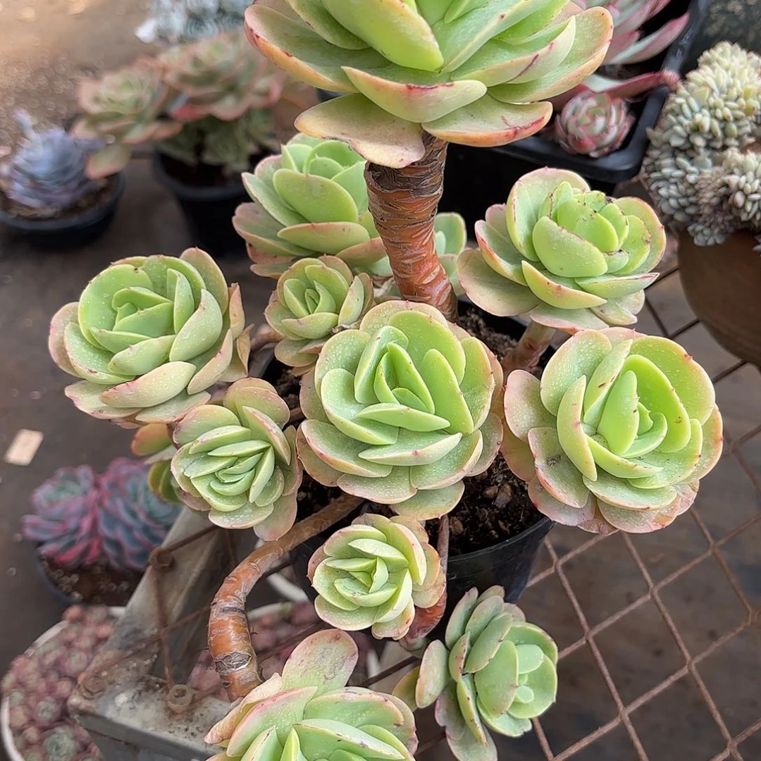 同温层多肉碧桃154