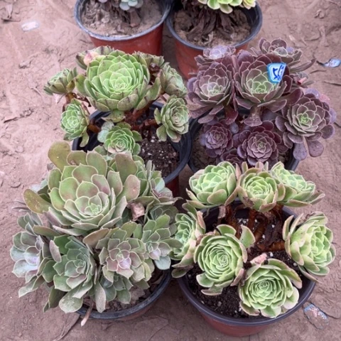 568多肉植物组合，