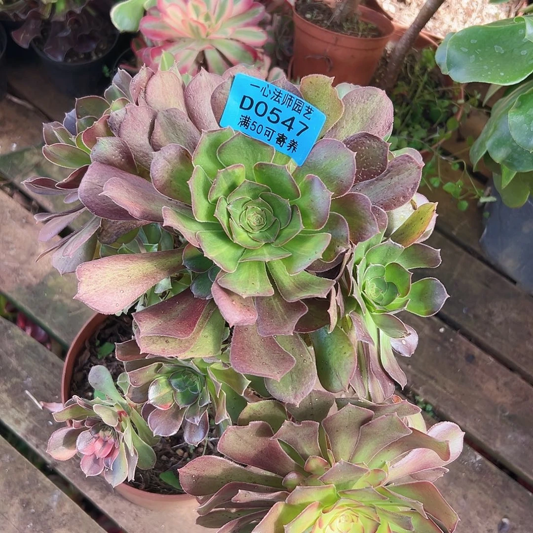 多肉植物多肉植物0547