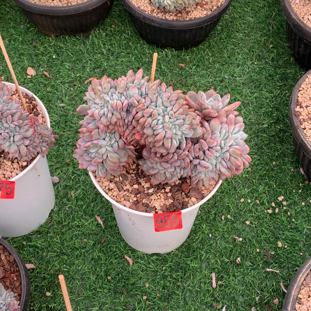 955橙子缀多肉植物