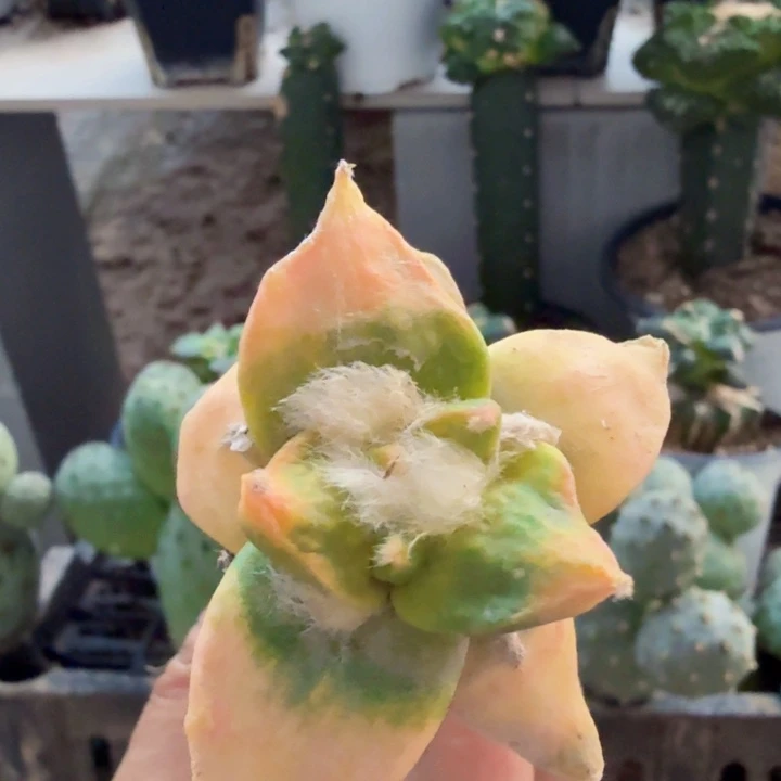 无花朵540龙怒牡丹锦