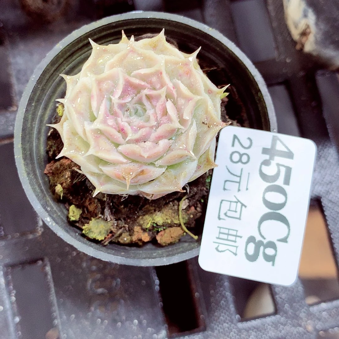 5厘米盆精控多肉450