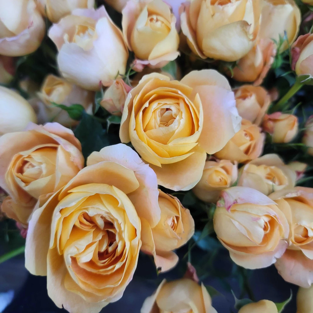 8枝送2枝防损果汁阳台高品质