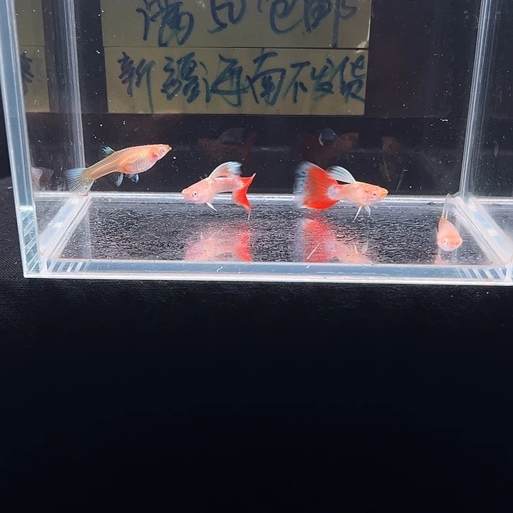 孔雀鱼火烧云飞船