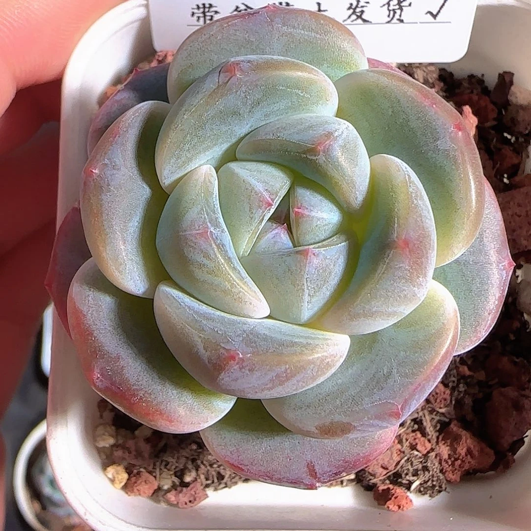 多肉1124-36福利福利