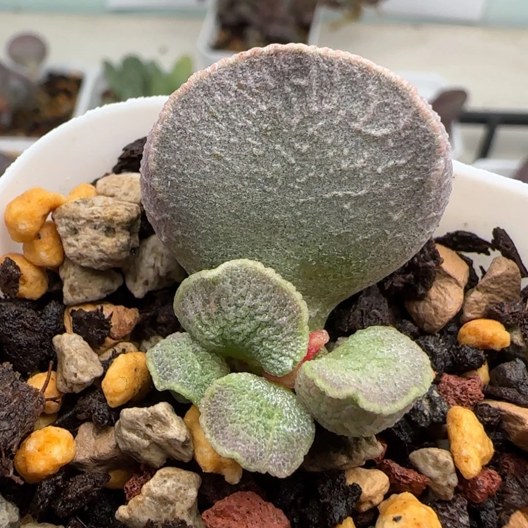 云朵水泡多肉植物
