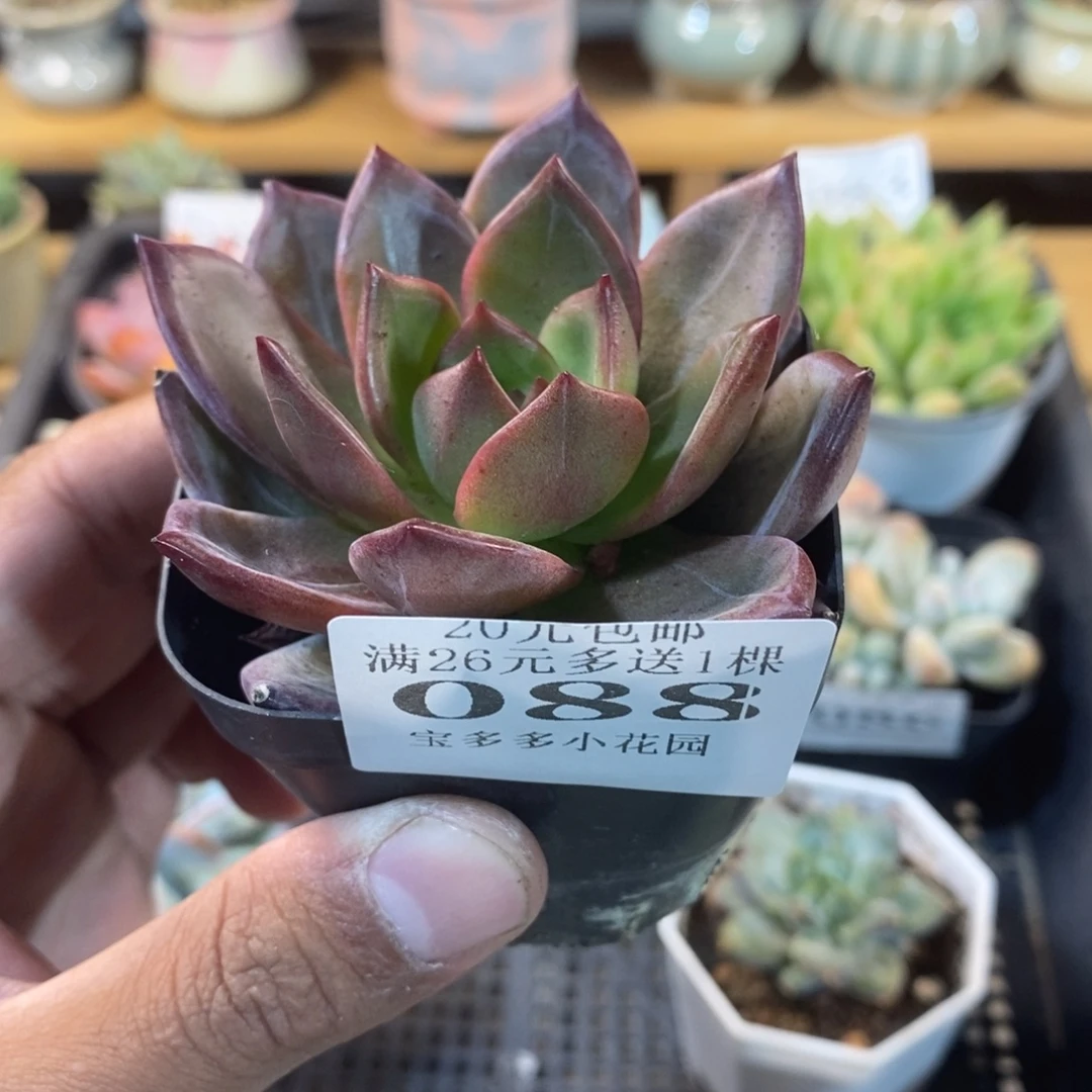 夜魔侠杂交一物一拍满20包邮满26送一颗精品多肉