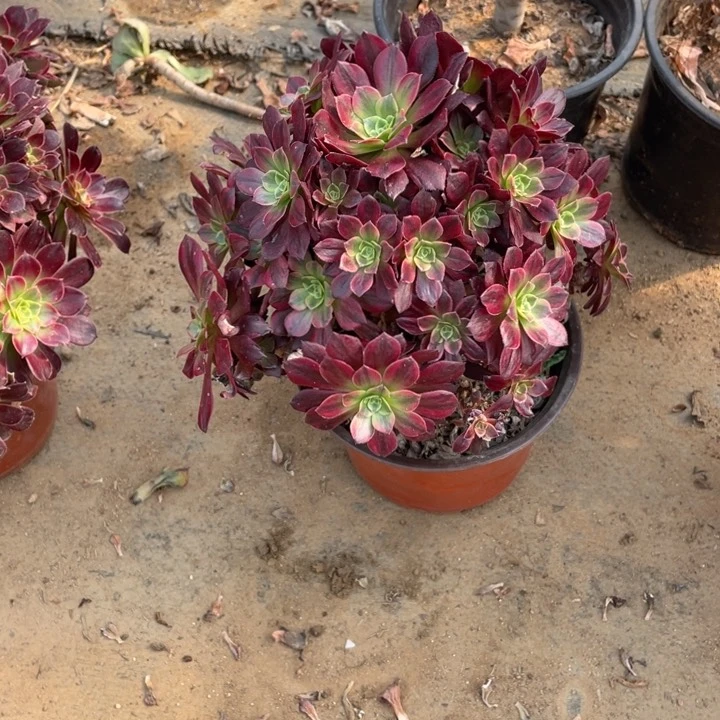 165安娜有砍法师断枝不售后