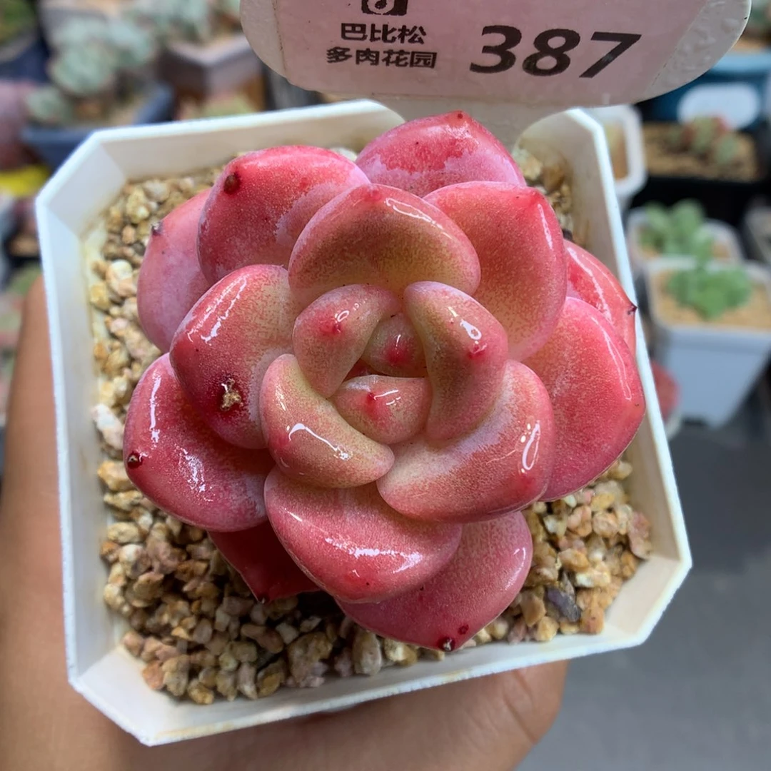 387粉溏心多肉植物