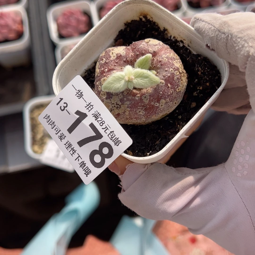 断崖女王多肉多肉，