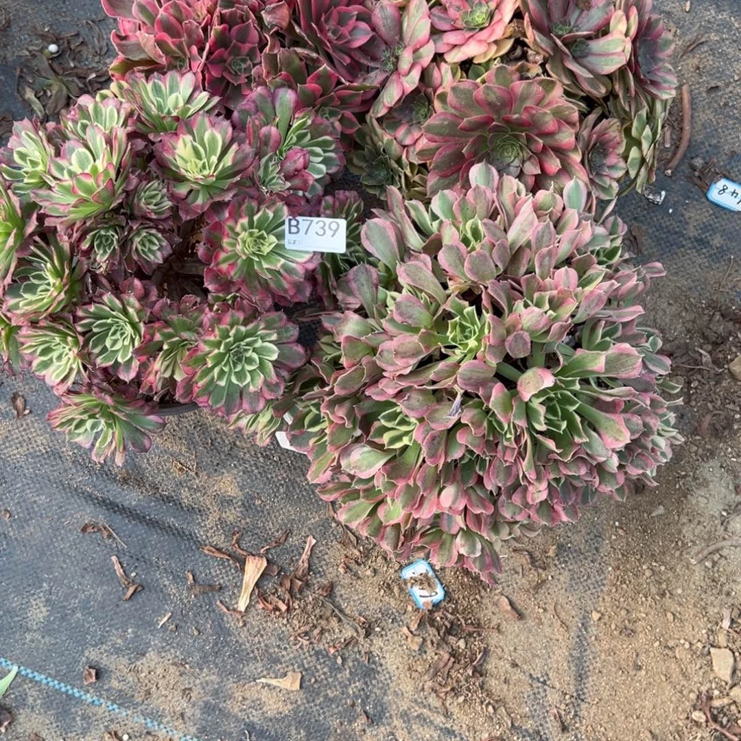 739四颗组合多肉植物法师