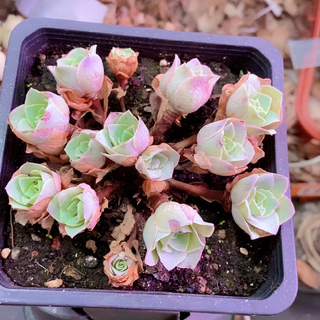 山地玫瑰一物一拍006ll