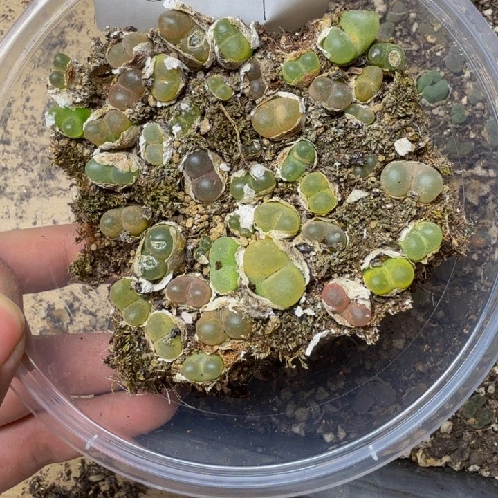 多肉植物的生长501