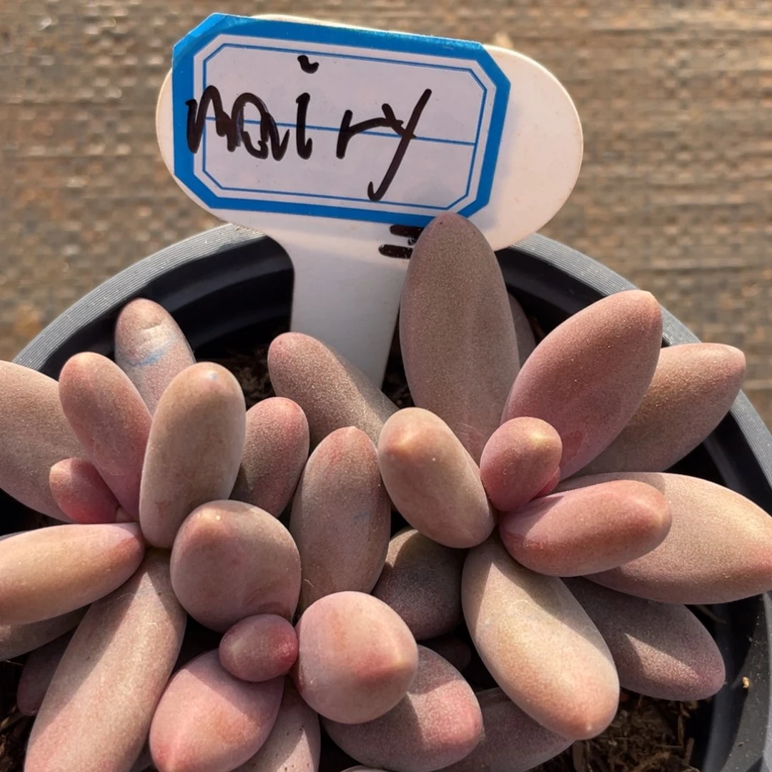 m****槿姐姐说她真的不是一般