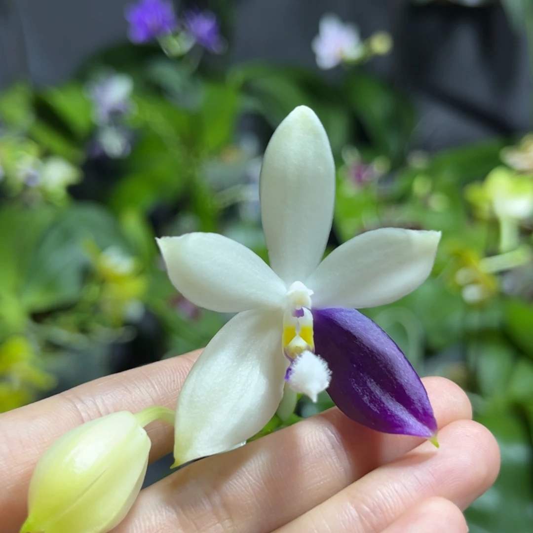 完全开放2.5寸柳林蓝珍开花株