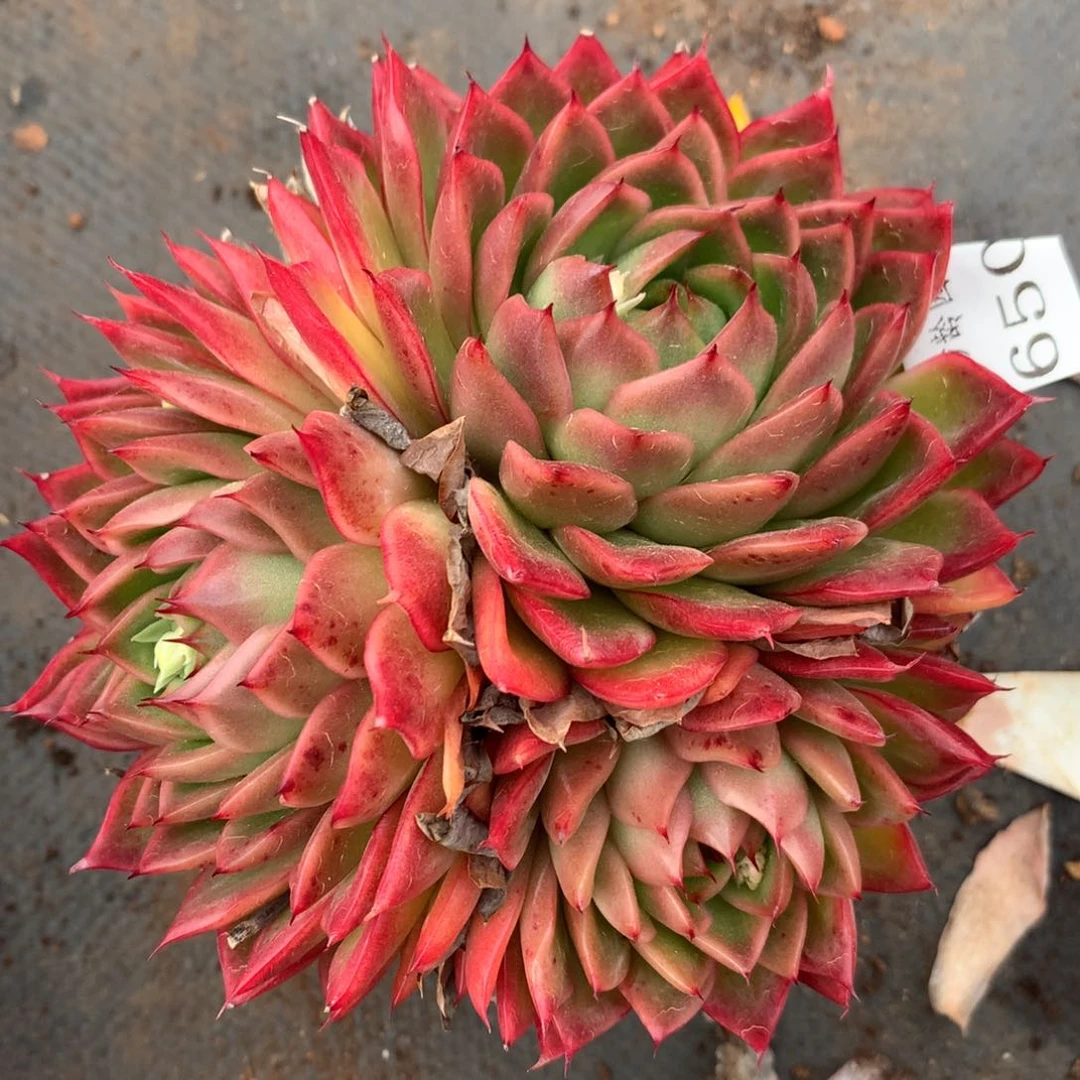 6503杂交精品基地12厘米