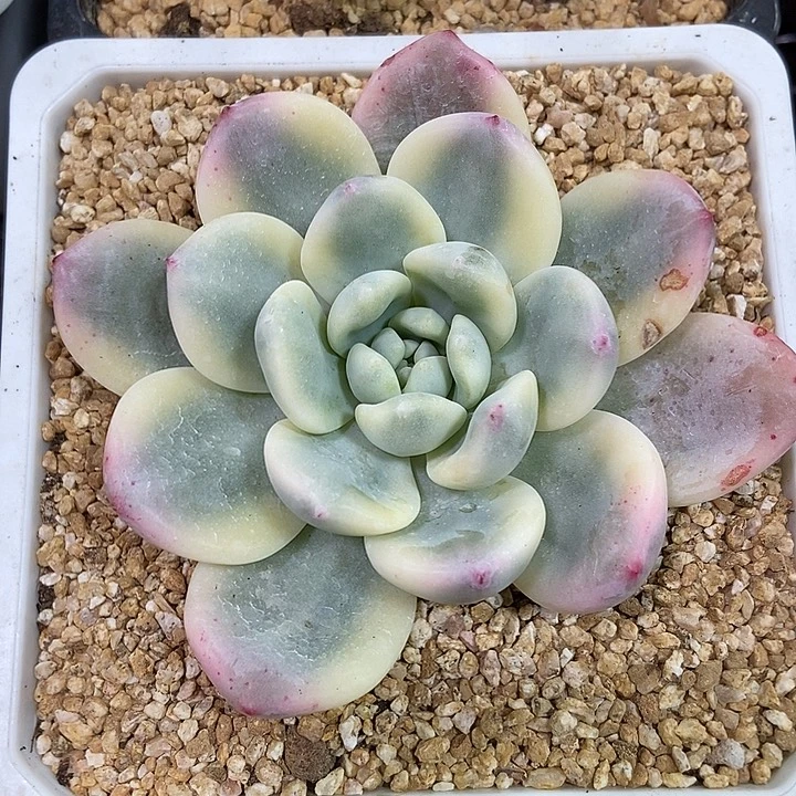 望舒锦多肉植物的