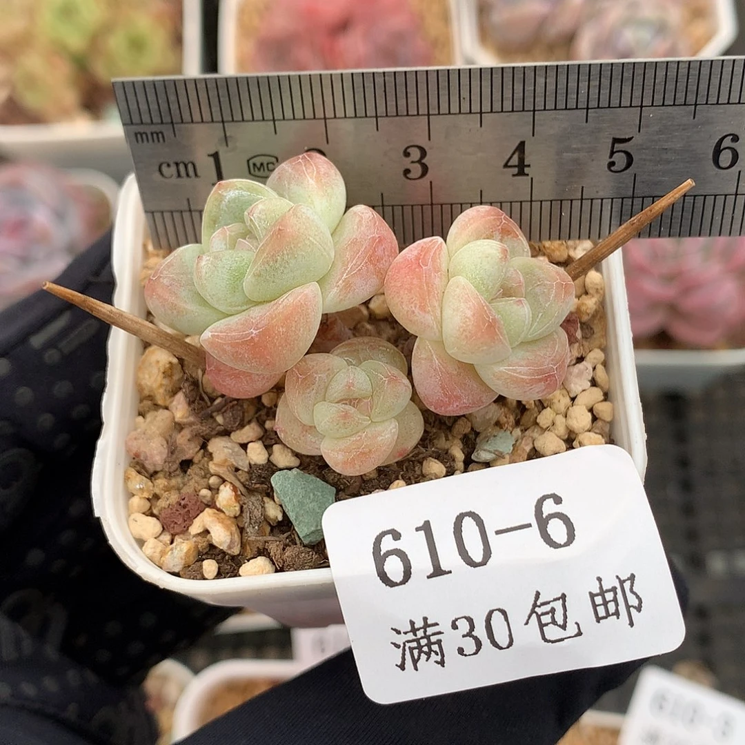f***a6。米粒冰玉。4cm。
