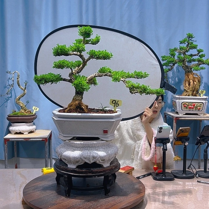 无花朵广东皱皮雀舌黄杨