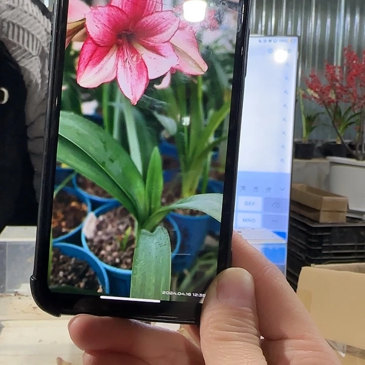 1个球澳朱玛雅尼直径4.5-5