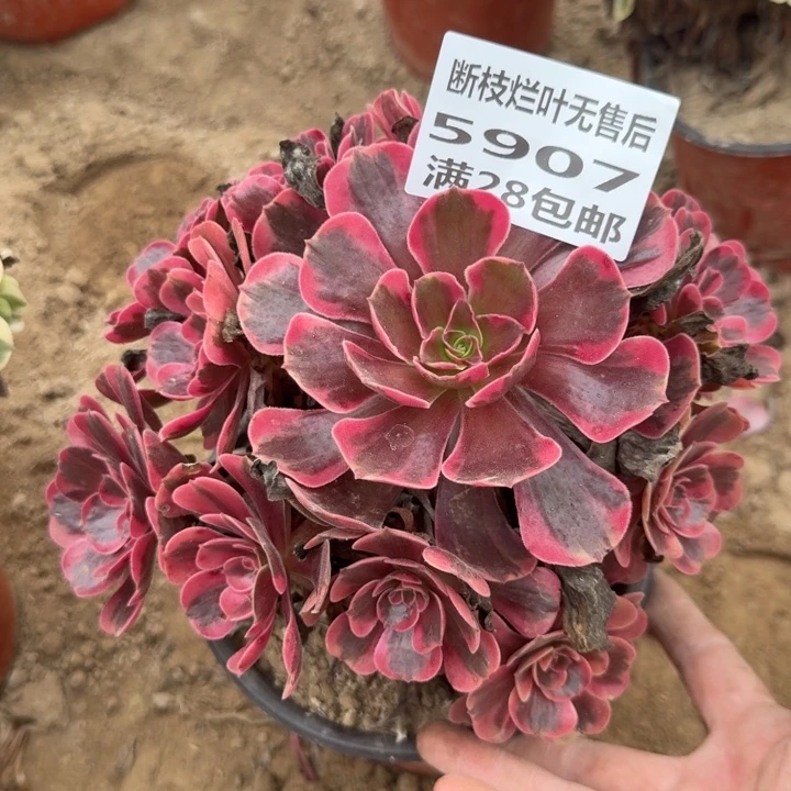 5907二号棚爱神多肉K