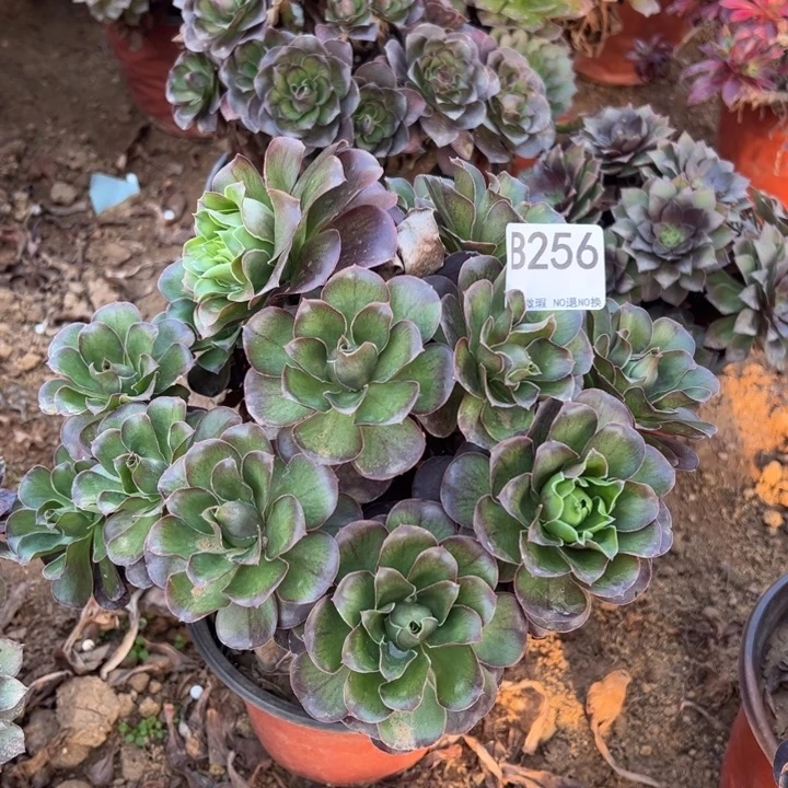 魅金多肉植物256.