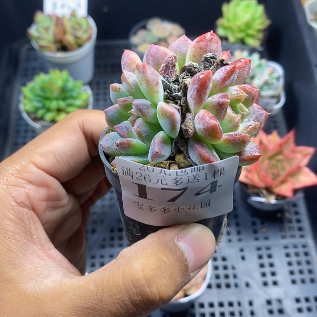 三头红琥珀叶片微瑕福利款