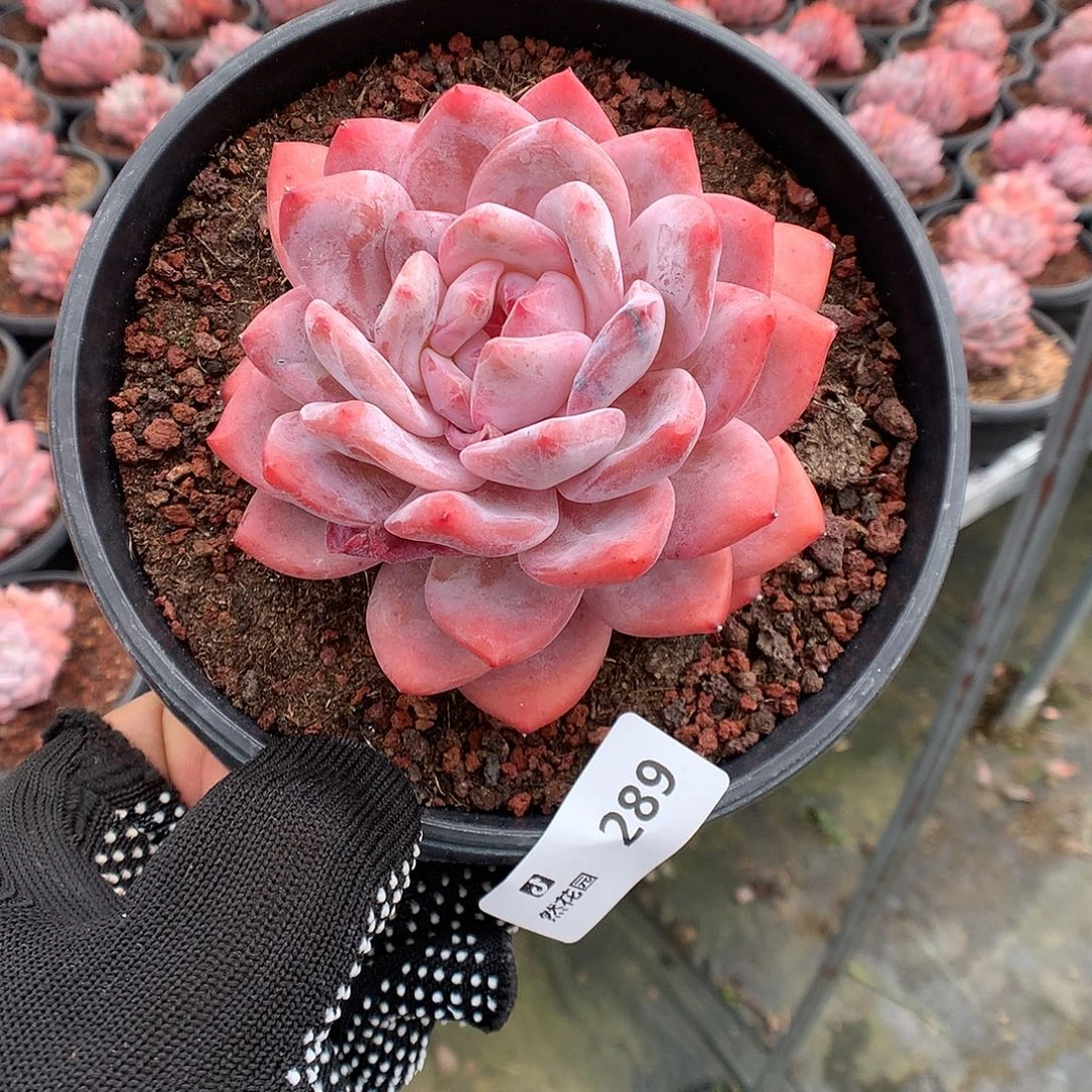 288雪天使多肉植物666