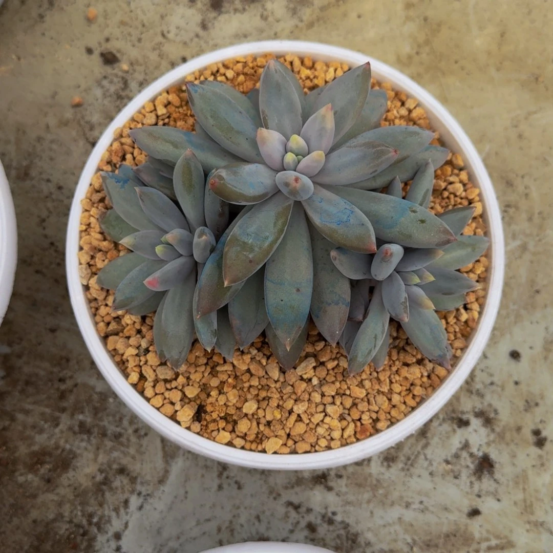 焦糖体 哥特 3头 一物一拍