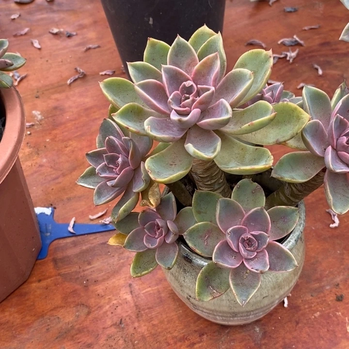 丹***丹琼斯整无砍老桩多肉