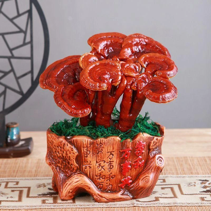 活灵芝盆栽创意植物盆景招财纳福懒人好养室内办公室多肉观叶老桩