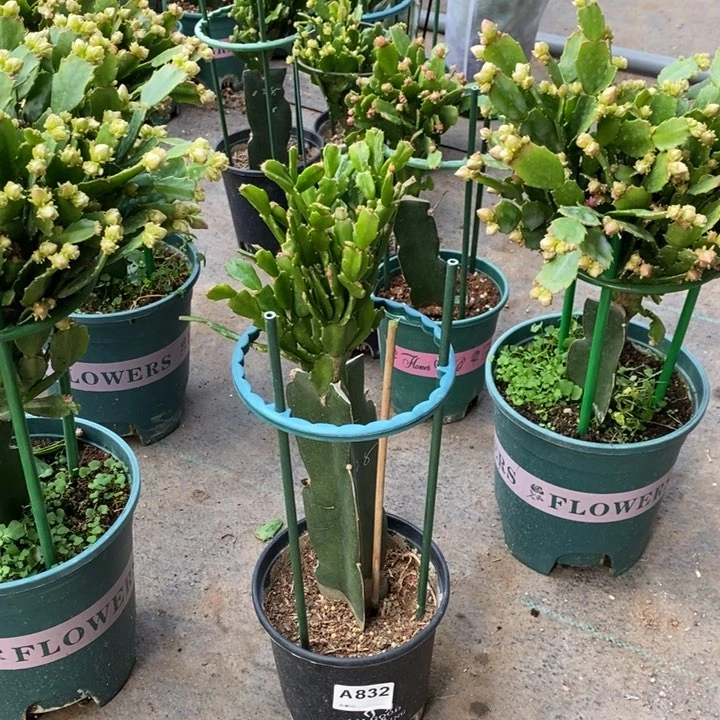 当前无花栽培后可以开花?****832嫁接028